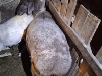 母羊, Adal sheep — 照片 3