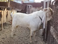 تيس, Gulabi goats — الصورة 2
