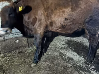 母牛, Russian Black pied cattle — 照片 4