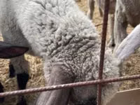 公羊, Tsigai sheep — 照片 1