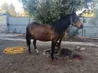 Jument, Chevaux — photo 4