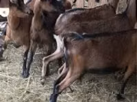 Schaf, Alpines Steinschaf sheep — Foto 1
