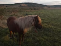 Stute, Australian Pony — Foto 1