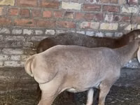 भेड़, Edilbay sheep — फ़ोटो 2