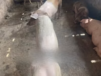 公猪 — 照片 6