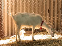 Chèvres (lot, sexe non indiqué), Pomellata goat — photo 8