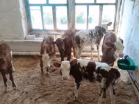 Taureau, Vache rouge danoise — photo 3