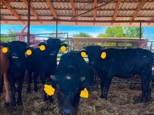 गाय, अफ्रीकी भैंस