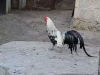 Chickens — Foto 5