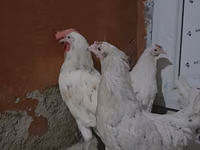Chickens — الصورة 3