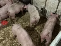Cerdos (lote, sexo no especificado) — foto 5