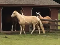 घोड़ा, Racking Horse — फ़ोटो 2