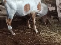 تيس, Nubian Goat — الصورة 1