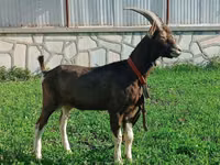 母山羊, Toggenburg goat — 照片 3