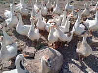 ليندا — الصورة 1