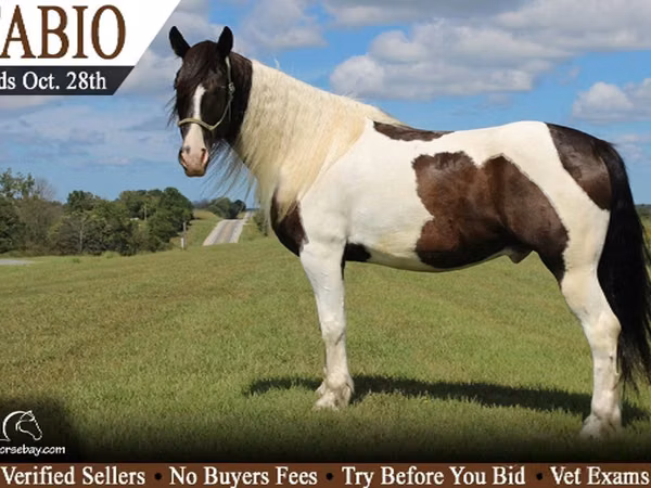 Cheval, Gypsy horse