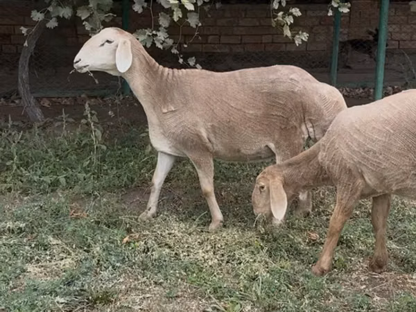 भेड़, Arashan sheep