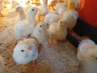 Chickens — photo 2