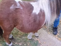 Stute, Miniature horse — Foto 4