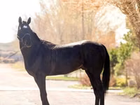 Caballo, Thoroughbred horse — foto 4