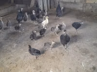 برونز — الصورة 8