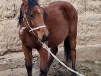 Yegua, Kyrgyz Horse — foto 3
