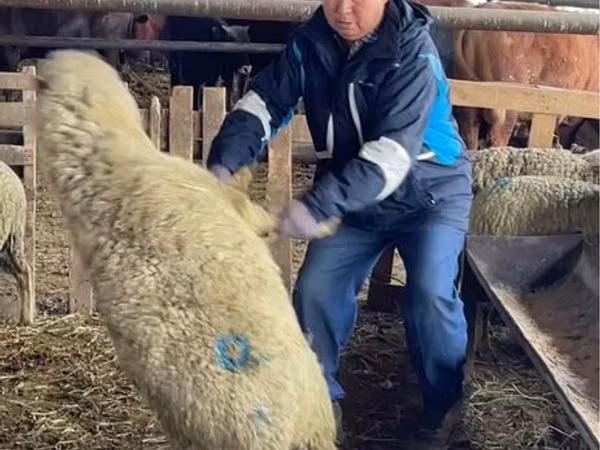 Brebis, Krasnoyarsk sheep