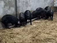 सूअर (लॉट, लिंग निर्दिष्ट नहीं) — फ़ोटो 3
