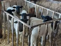 母羊, Dorper sheep — 照片 2
