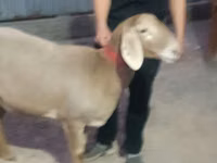 母羊, Rhon sheep — 照片 4