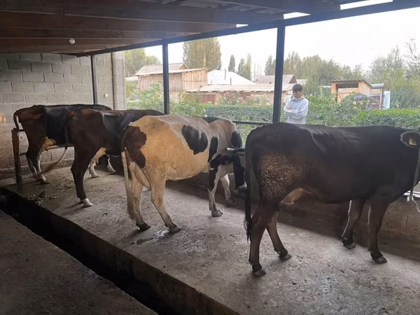 Cow, Russian Black pied cattle