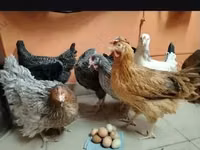 हाइसेक्स — फ़ोटो 8