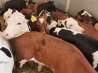 公牛, Cattle — 照片 3