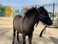 Pferde (Partie, Geschlecht nicht angegeben), Australian Pony — Foto 2