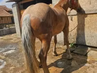 فرس, الخيول — الصورة 1