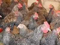 Slovenian Barred Hen — photo 1