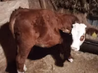 Vache, Vache limousine — photo 1