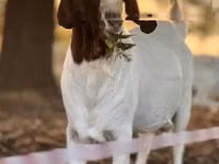 Ziege, Boer goat — Foto 4