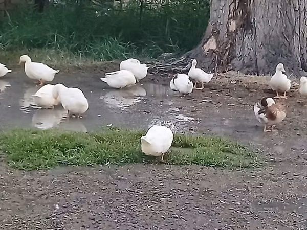 Ducks