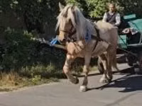 Yegua, Caballos — foto 4