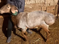 كبش, Rhon sheep — الصورة 5
