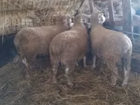 Ram, Ile-de-France sheep — photo 4