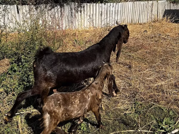 Chèvre, Kamori goats