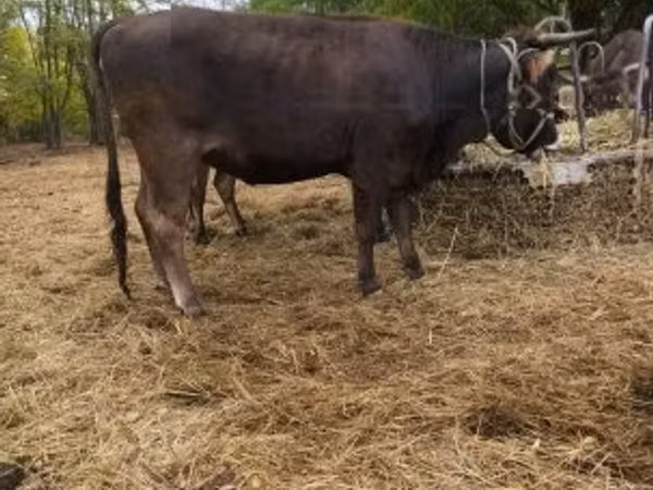 Vache, Race brune des Carpates