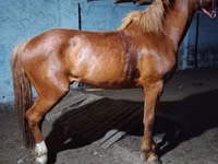 Caballo, Budyonny horse — foto 2