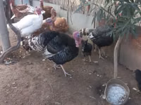 أبيض عريض الصدر — الصورة 2