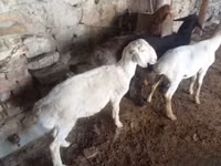 Widder, Rhon sheep — Foto 2
