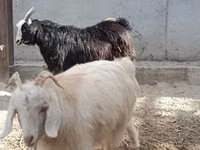 母山羊, Goats — 照片 8