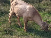 Boucs, LaMancha goats — photo 1