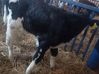सांड, Russian Black pied cattle — फ़ोटो 1